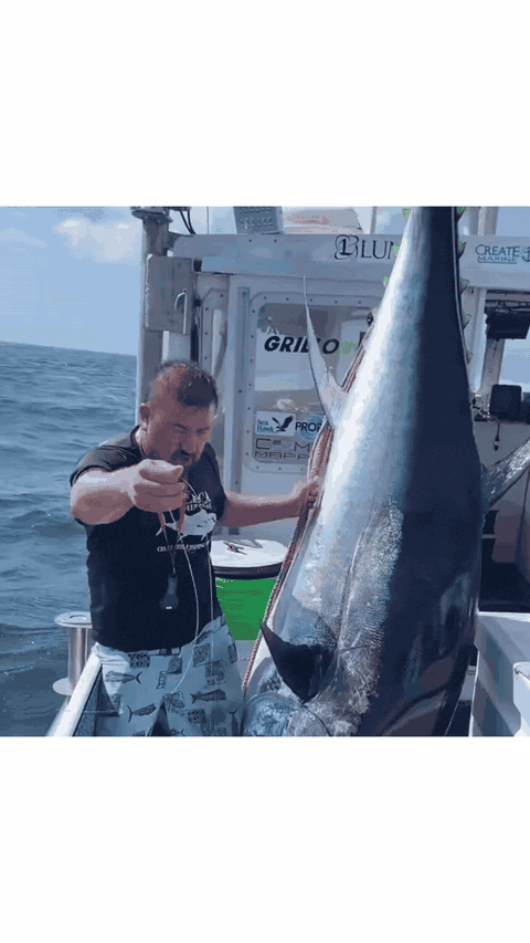 Looping field proof of giant tuna aboard a sportfishing boat