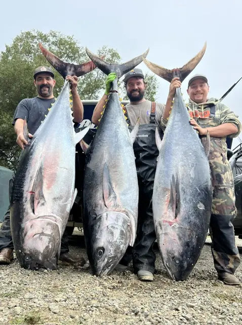 Three anglers with large tuna caught using Opsin fluorocarbon
