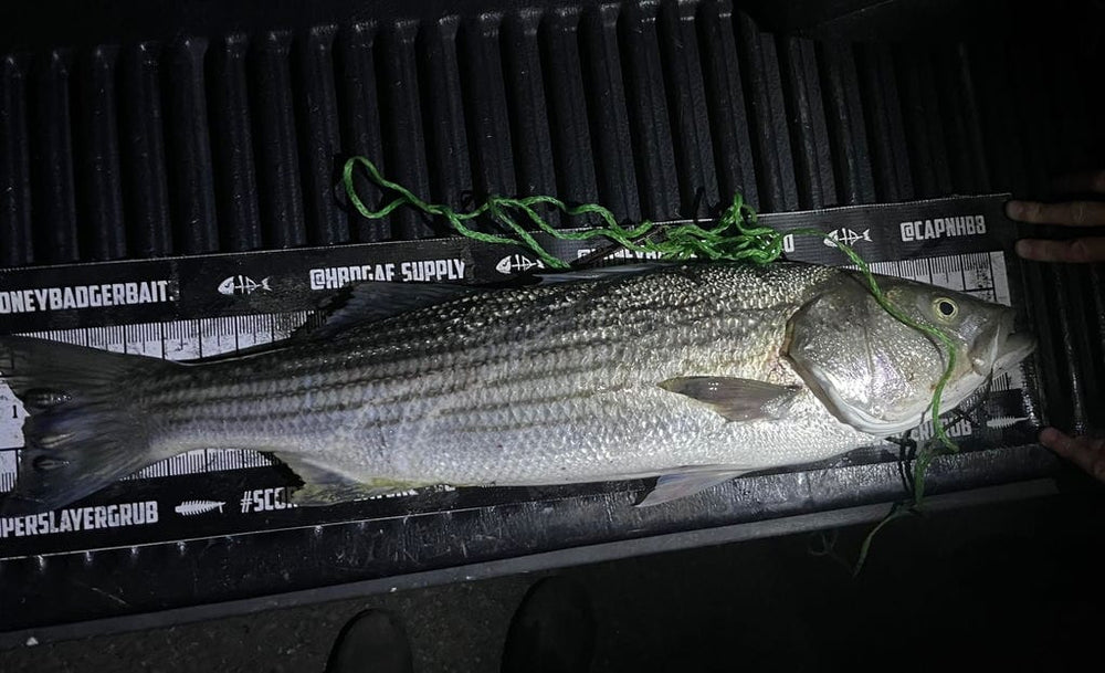 Byron with his first striped bass caught using Opsin leader